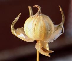  Capsule